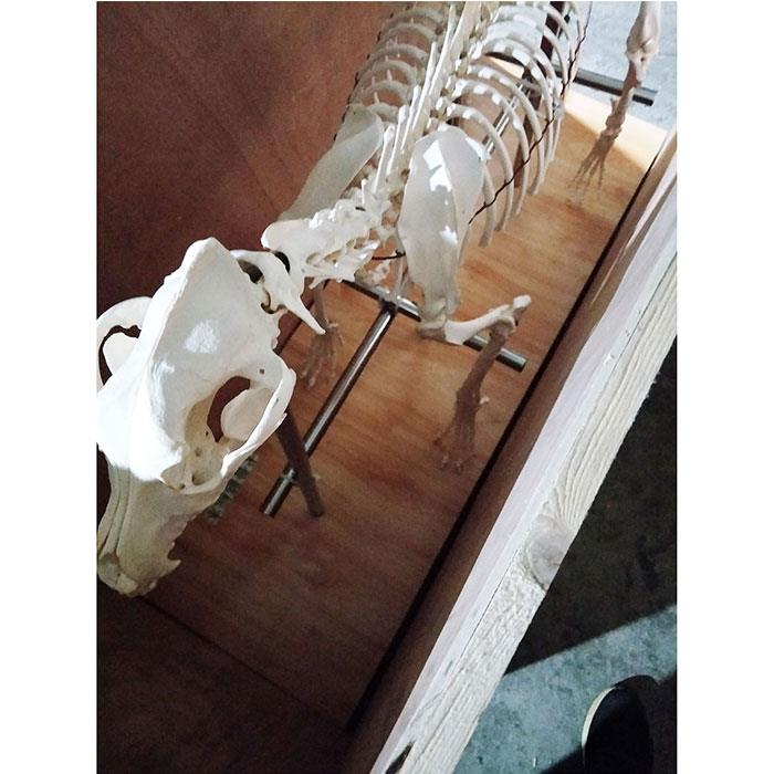 Dog-Skeleton-3 Dog-Skeleton-3