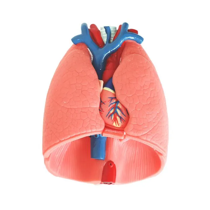 Modelo de anatomía de silicona suave del sistema respiratorio