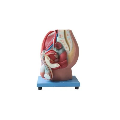 Modelo de sistema reproductor masculino