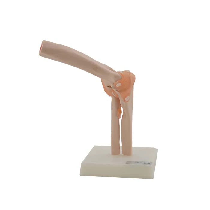 Elbow Joint Anatomy Model