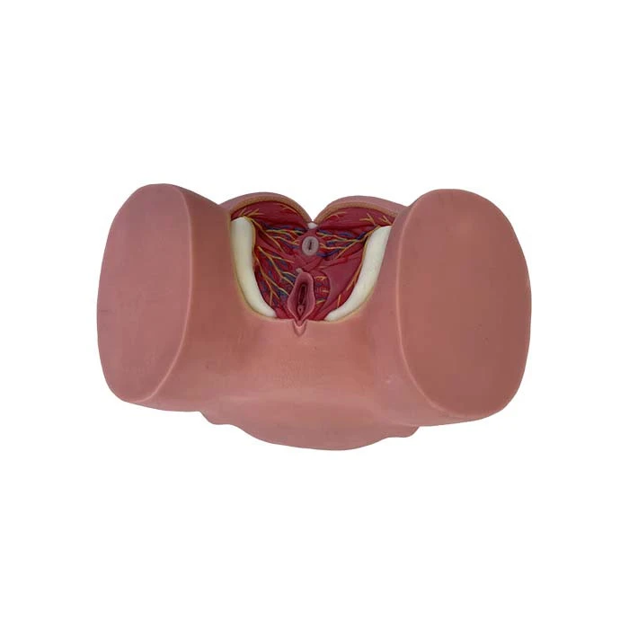 Female Pelvic Anatomy Model
