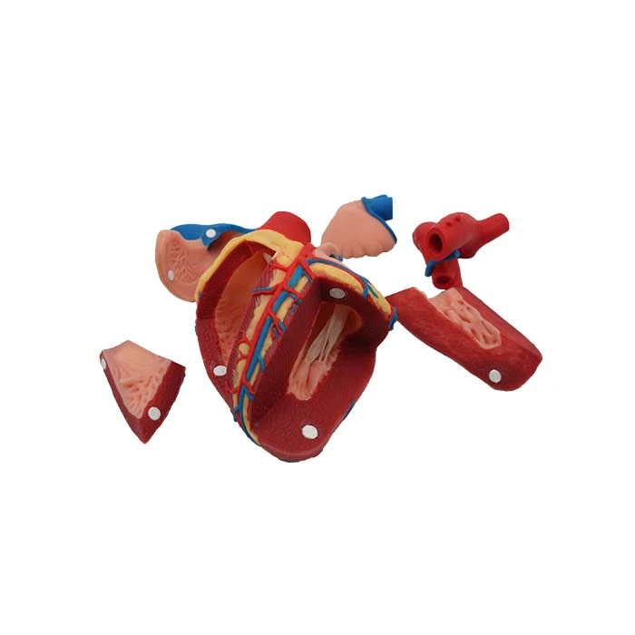 Modelo de estructura del corazón