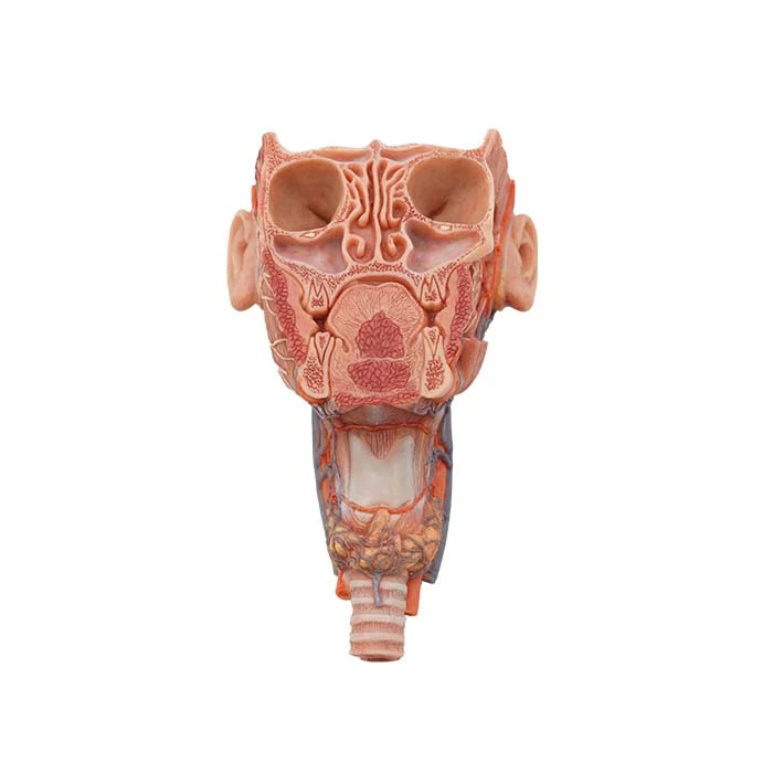 Modelo de anatomía humana para estudiantes de medicina