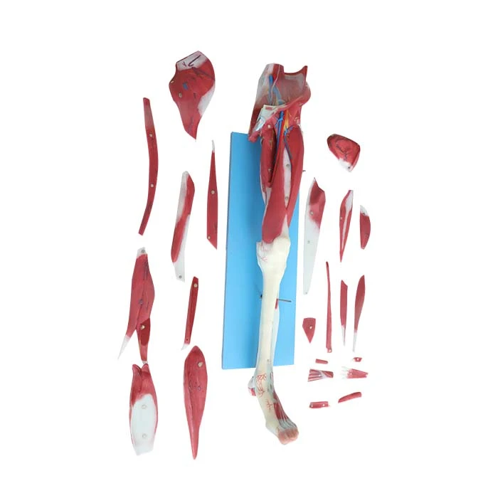 soft silicone leg muscle anatomy model soft silicone leg muscle anatomy model