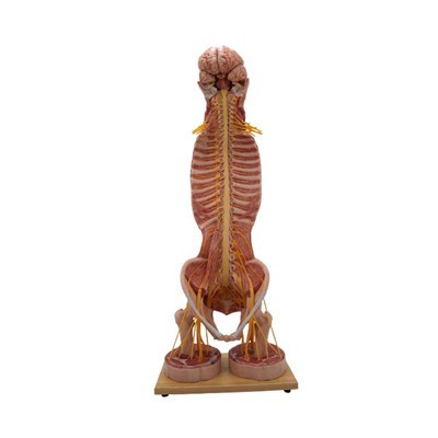 Modelo anatómico del cuerpo humano.