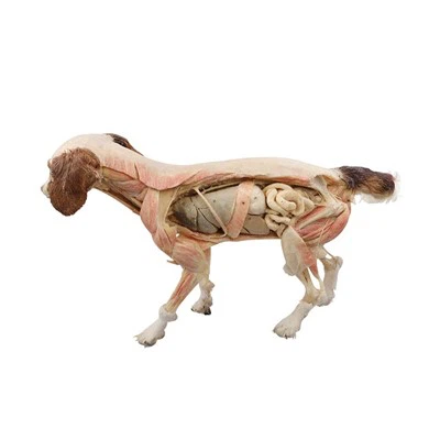Muestra de plastinación de perro