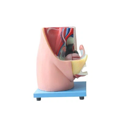 Modelo de órgano pelvis femenino