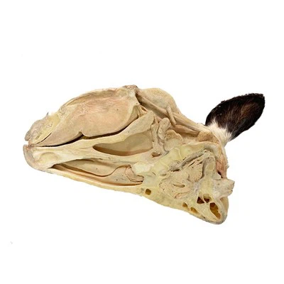 Ejemplar plastinado de cabeza y cuello de vaca