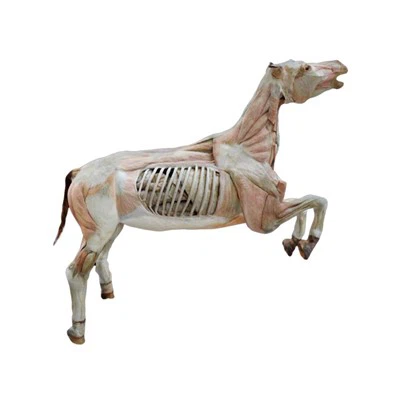 Plastinación del cuerpo del caballo
