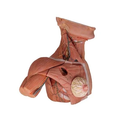 Modelos de enseñanza del cuerpo humano