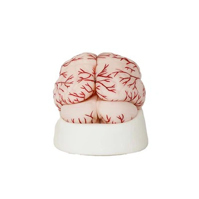 Modelo de arteria cerebral humana