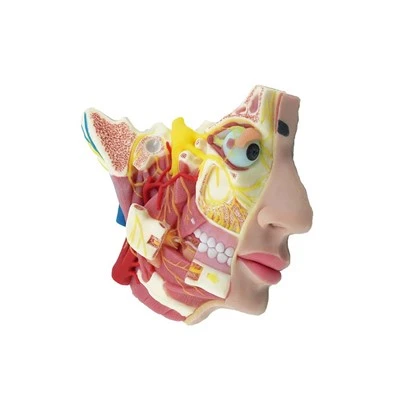 Modelo de nervio de rostro humano