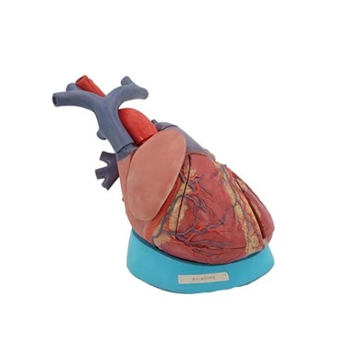 Recursos de aprendizaje Modelo de anatomía del corazón
