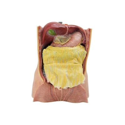 Modelo de torso médico
