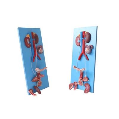 Modelo de anatomía del sistema urogenital femenino Meiwo