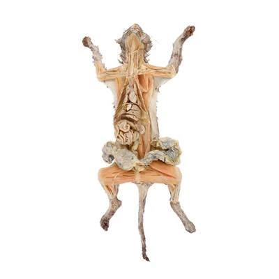 Ejemplar de gato plastinado