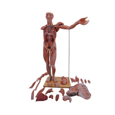 Modelo de cuerpo de anatomía de silicona